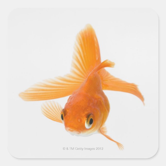 Fantail goldfish (Carassius auratus) Square Sticker (Front)
