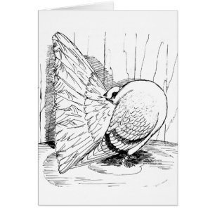 Fantail Pigeon 1978 Saddle