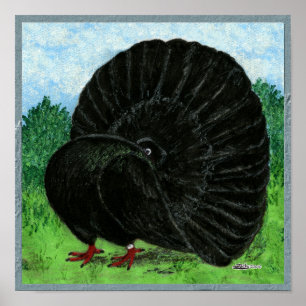 Fantail Pigeon Black Poster