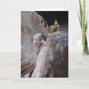 Fantail Pigeon Card