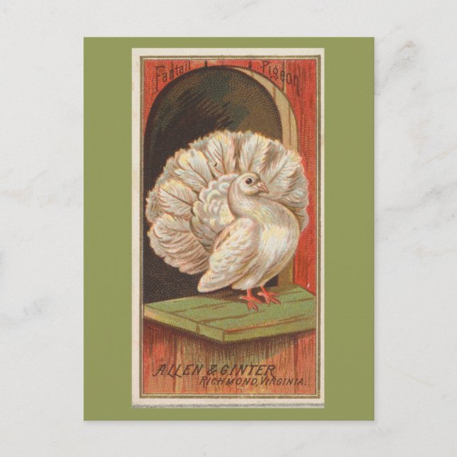 Fantail Pigeon Postcard (Front)