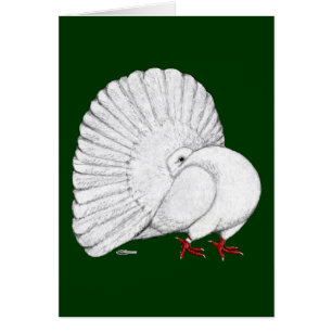 Fantail Pigeon White