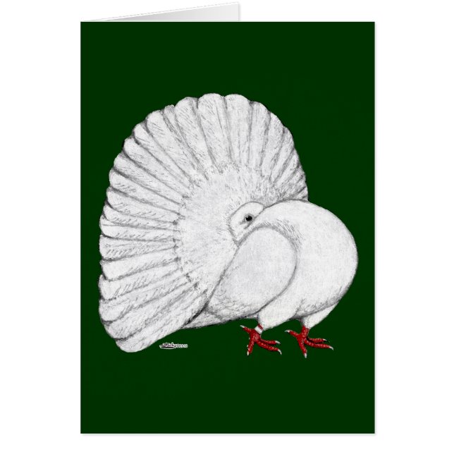 Fantail Pigeon White (Front)