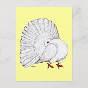 Fantail Pigeon White Postcard