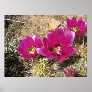 Fantastic Fuschia (3) Poster