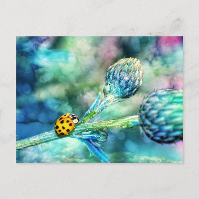 Fantastischer Marienkäfer Postcard (Front)