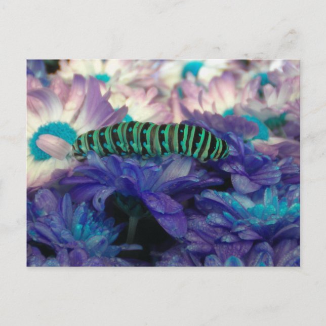 Fantasy Caterpillar Postcard (Front)