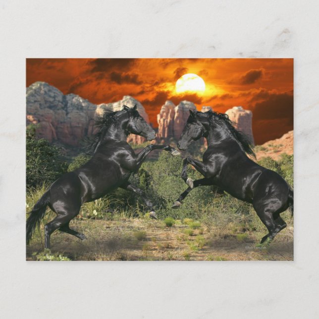 Fantasy Horses: Black Magic Postcard (Front)
