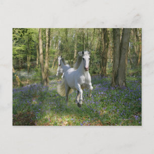 Fantasy Horses: Bluebell Wood Postcard
