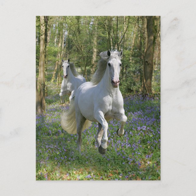 Fantasy Horses: Bluebell Wood Postcard (Front)