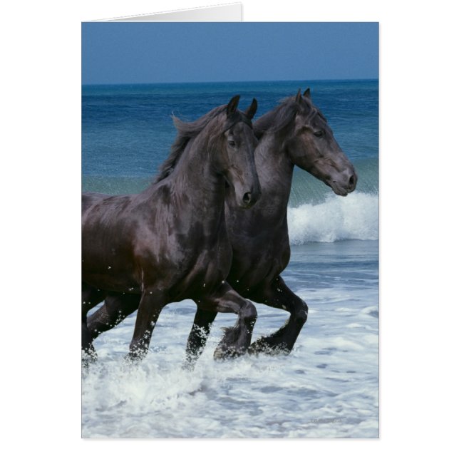 Fantasy Horses: Friesians & Sea (Front)