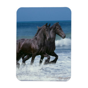 Fantasy Horses: Friesians & Sea Magnet