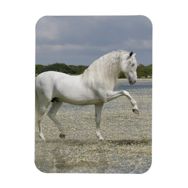 Fantasy Horses: Lord of the Lake Magnet (Vertical)