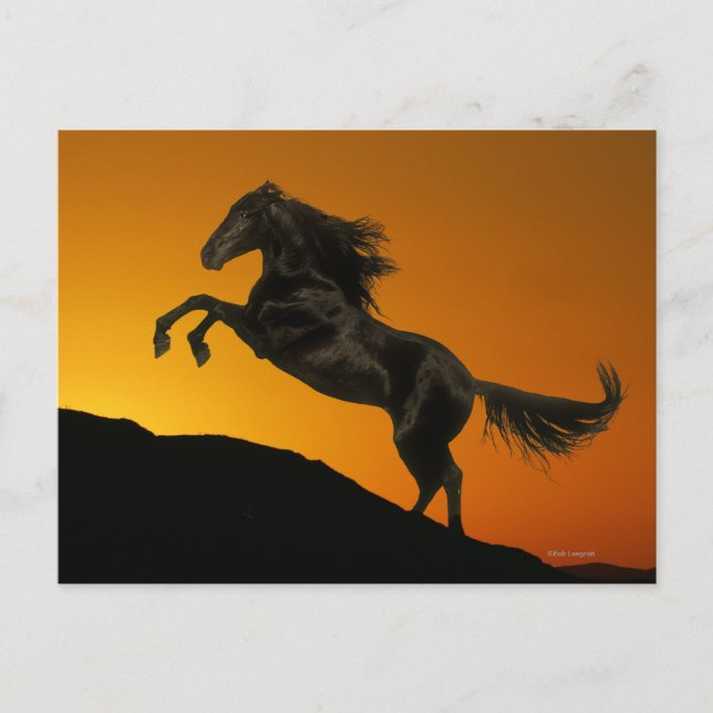 Fantasy Horses: Mountain Sunset Postcard (Front)
