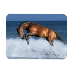 Fantasy Horses: Selle Francais & Sea Magnet