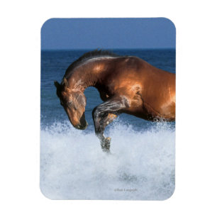 Fantasy Horses: Selle Francais & Sea Magnet