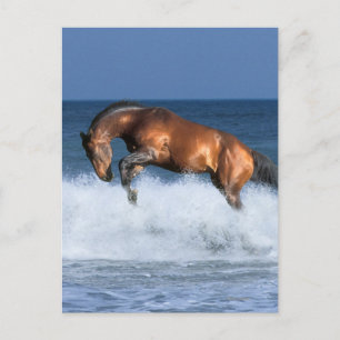 Fantasy Horses: Selle Francais & Sea Postcard
