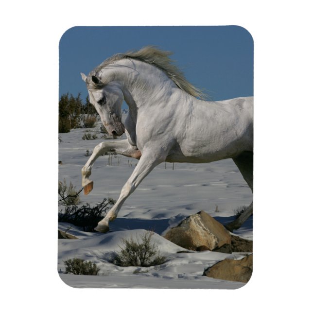 Fantasy Horses: Snow King Magnet (Vertical)