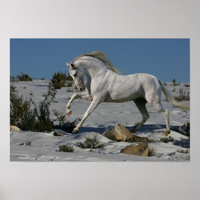 Fantasy Horses: Snow King Poster (Front)
