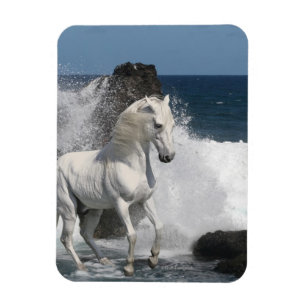 Fantasy Horses: Southern Seas Magnet