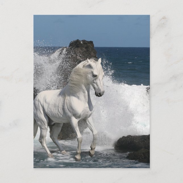 Fantasy Horses: Southern Seas Postcard (Front)