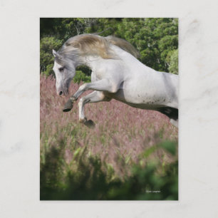 Fantasy Horses: Spring Gallop Postcard