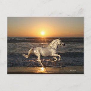 Fantasy Horses: Sunset Postcard