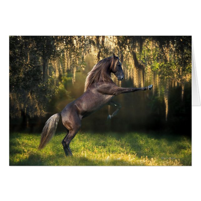 Fantasy Horses: Warrior Prince (Front Horizontal)