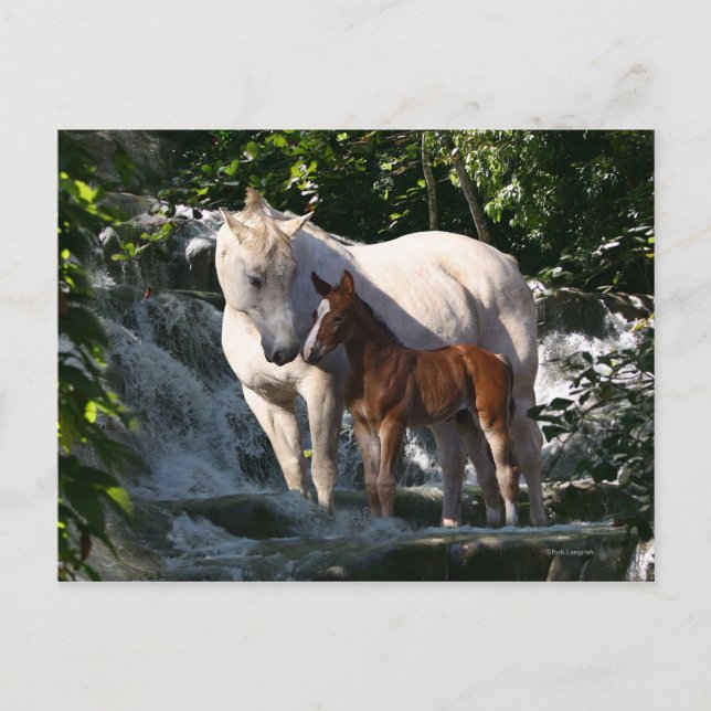 Fantasy Horses: Waterfall Postcard (Front)