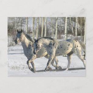 Fantasy Horses: Winter Wonderland Postcard