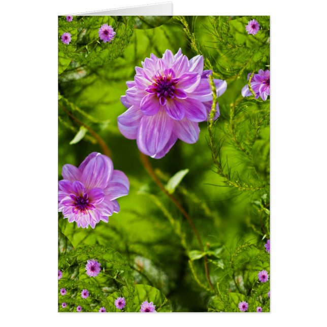 Fantasy Pink Dahlia (Front)