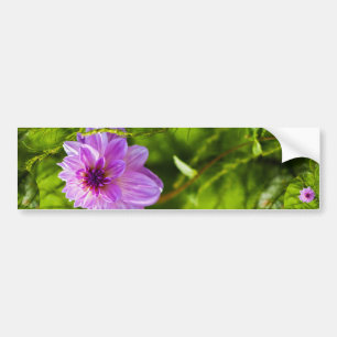 Fantasy Pink Dahlia Bumper Sticker