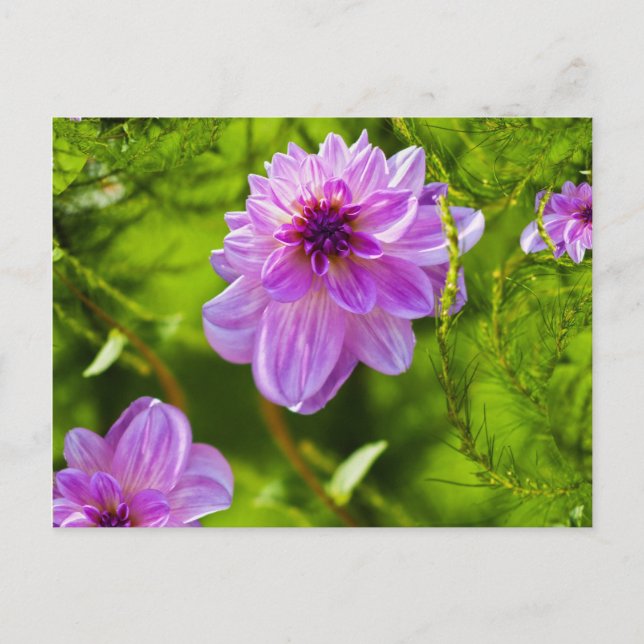 Fantasy Pink Dahlia Postcard (Front)