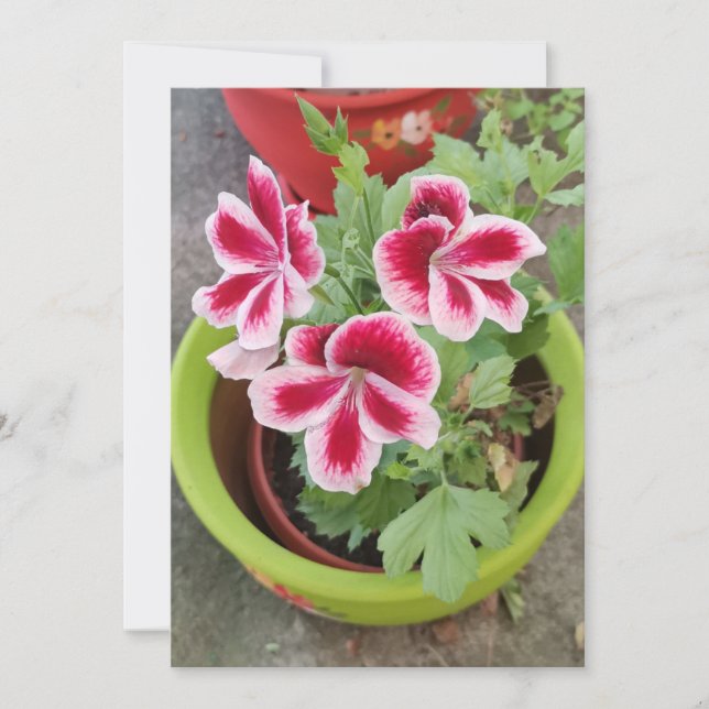 Fareham Pelargonium Flower Flat Card (Front)