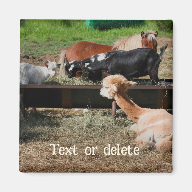 Farm Animal Friends Personalized Magnet (Front)