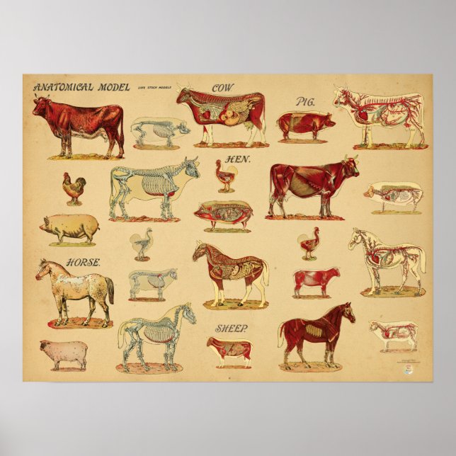 Farm Animals Anatomy Atlas Poster (Front)