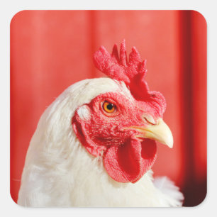 Farm Chicken Square Sticker