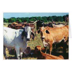 Farm Cows Greeting Card