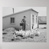 Farm Girl Feeding Chickens, 1936. Vintage Photo