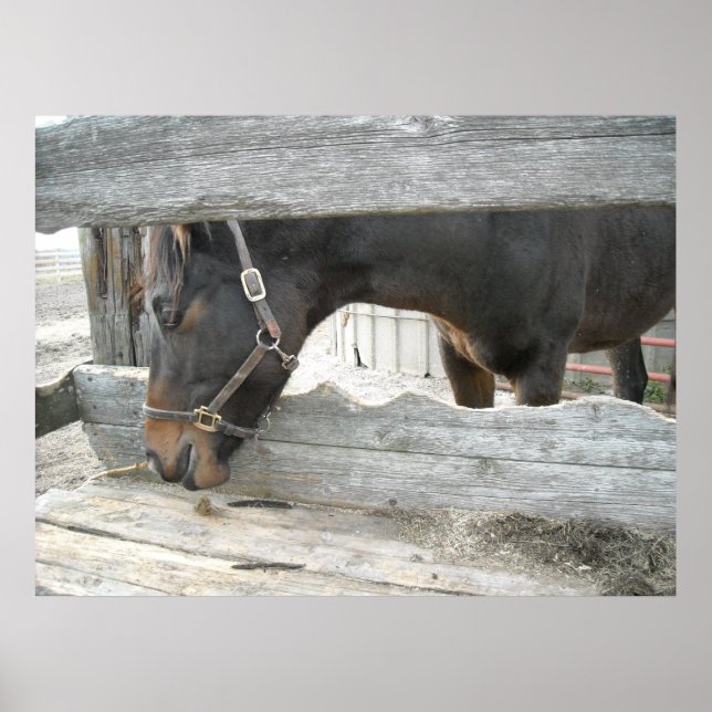 Farm Horse Humour Poster (Front)