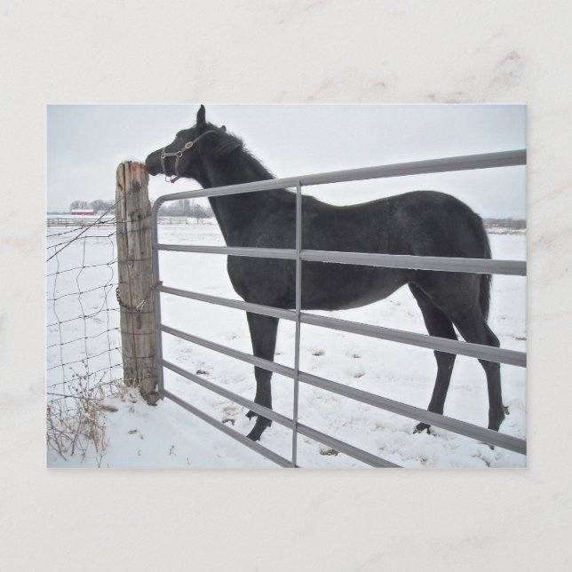 Farm Horse Postcard (Front)