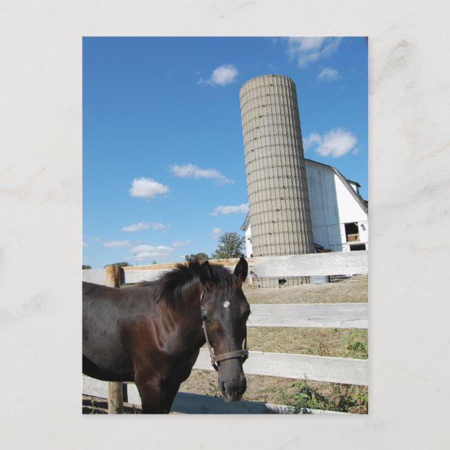 Farm Horse Postcard (Front)