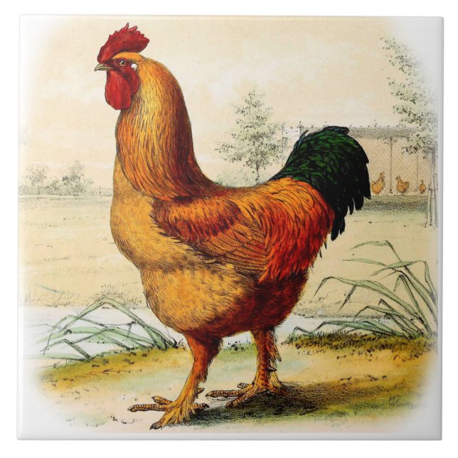 Farm Kitchen Decorative Wall Tile Fancy Rooster (Front)