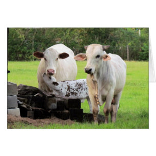 Farm Life (7329) - Cows