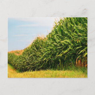 Farm Life USA Corn Crop Postcard