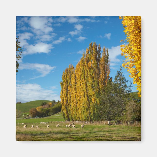 Farm Pasture with Sheep Magnet (Front)