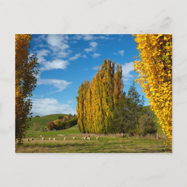 Farm Pasture with Sheep Postcard (Front)