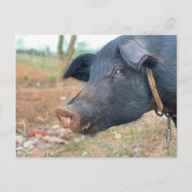 Farm Pig Design Postcard (Front)