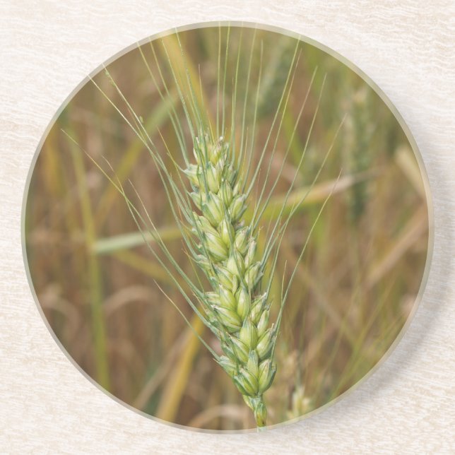 Farm Series---bearded wheat in GA Coaster (Front)