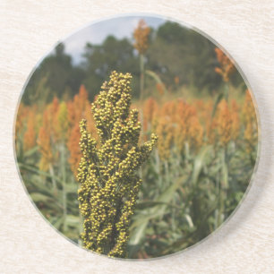 Farm Series--Sorghum Field--Coaster Coaster
